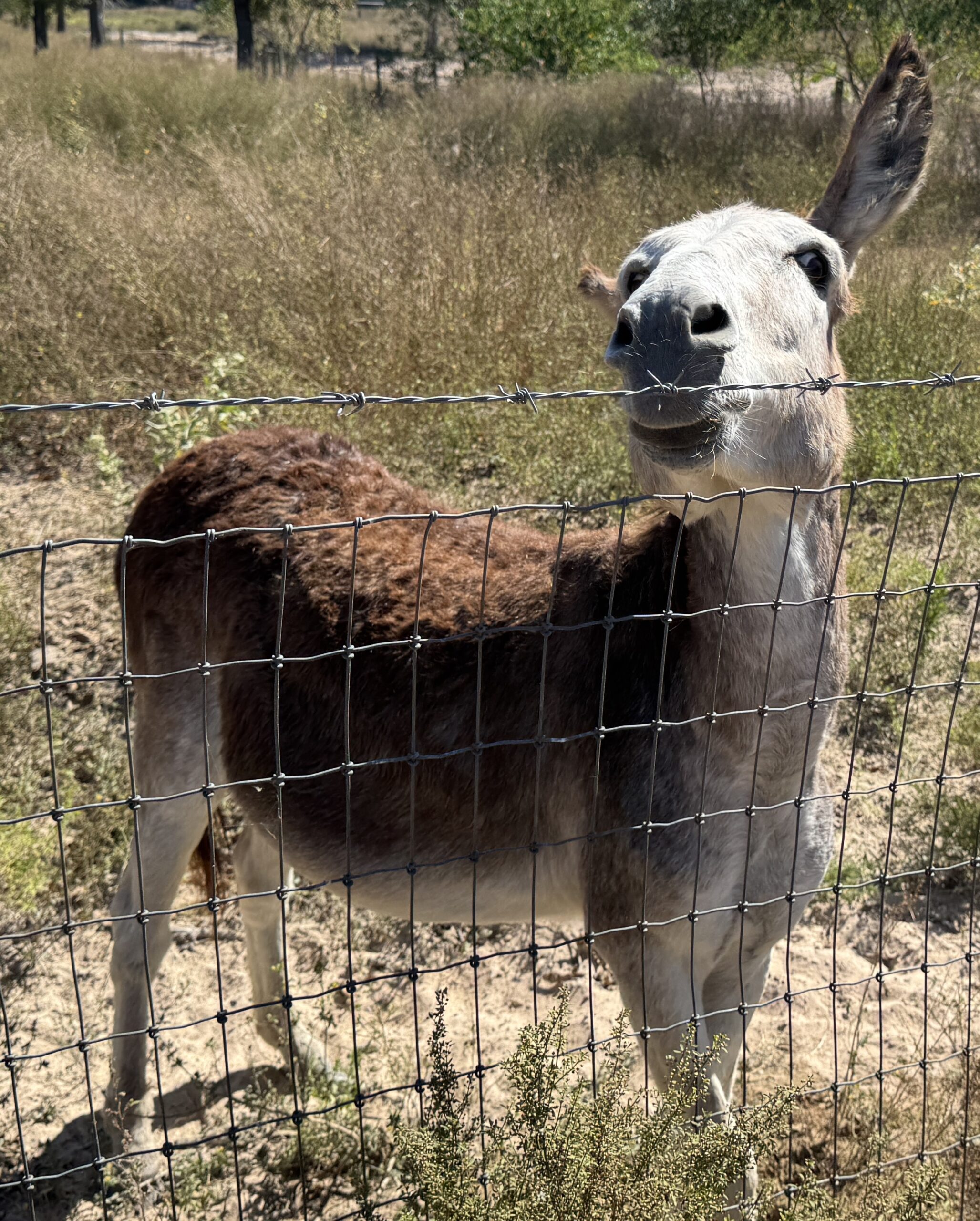 Virgil, a brown and grey donkey at the fence