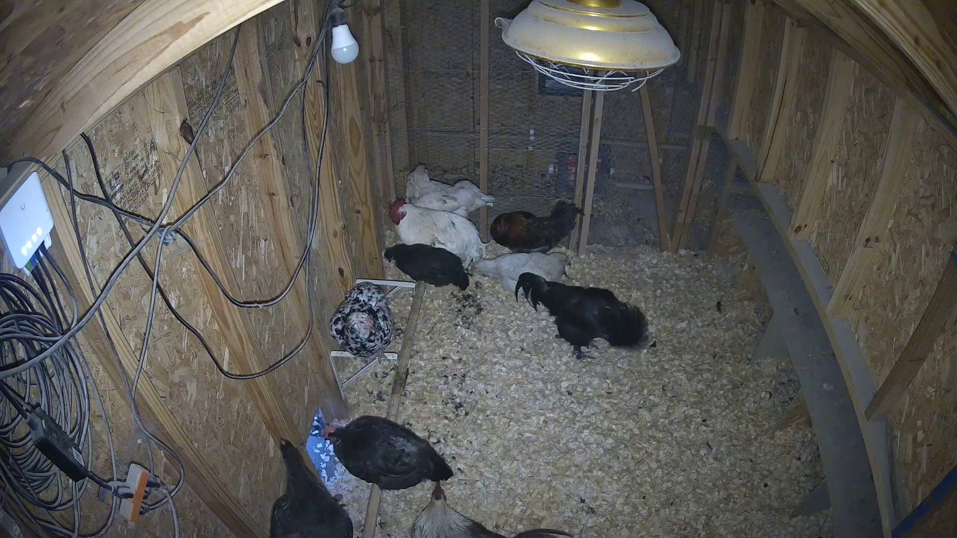 Five early birds in coop