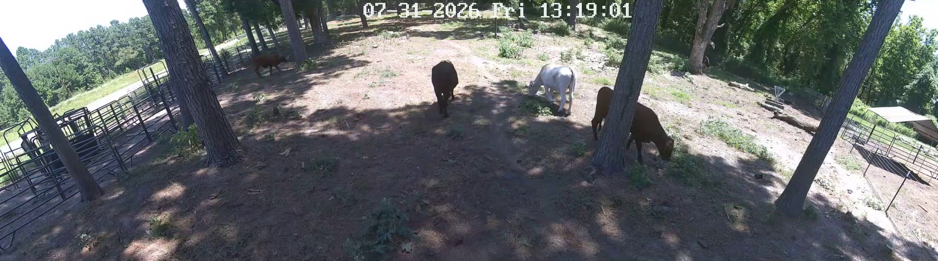 Two cows, Pasture 1, 1:17 PM!