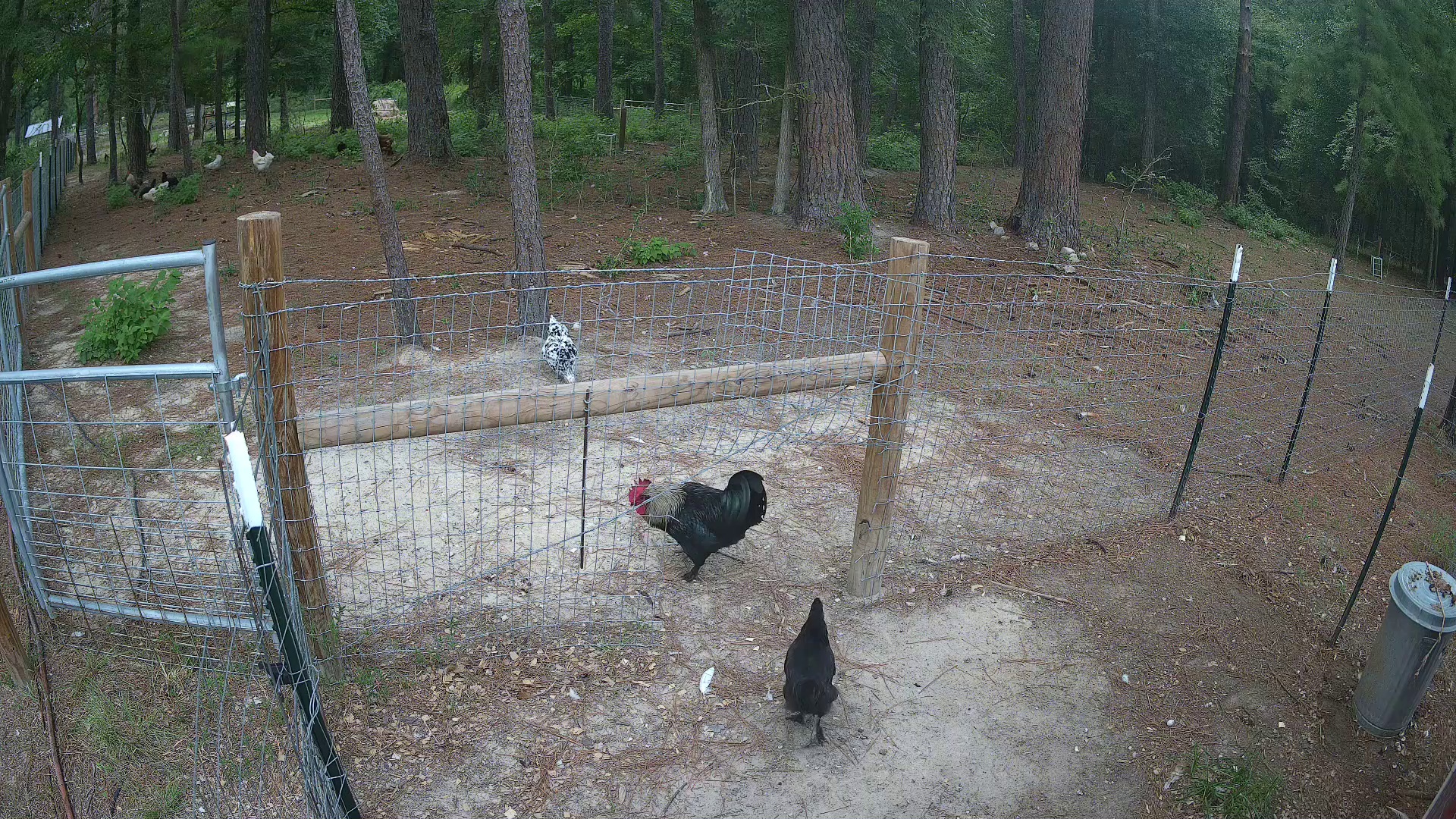 Two chickens claim Pasture 2b at 8:38 AM