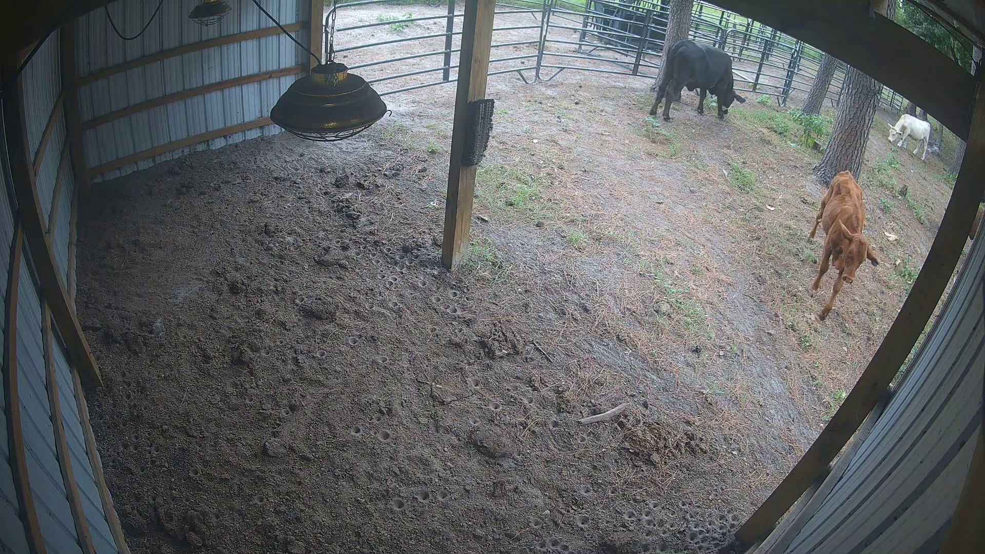 Two cows on barn duty at 11:46