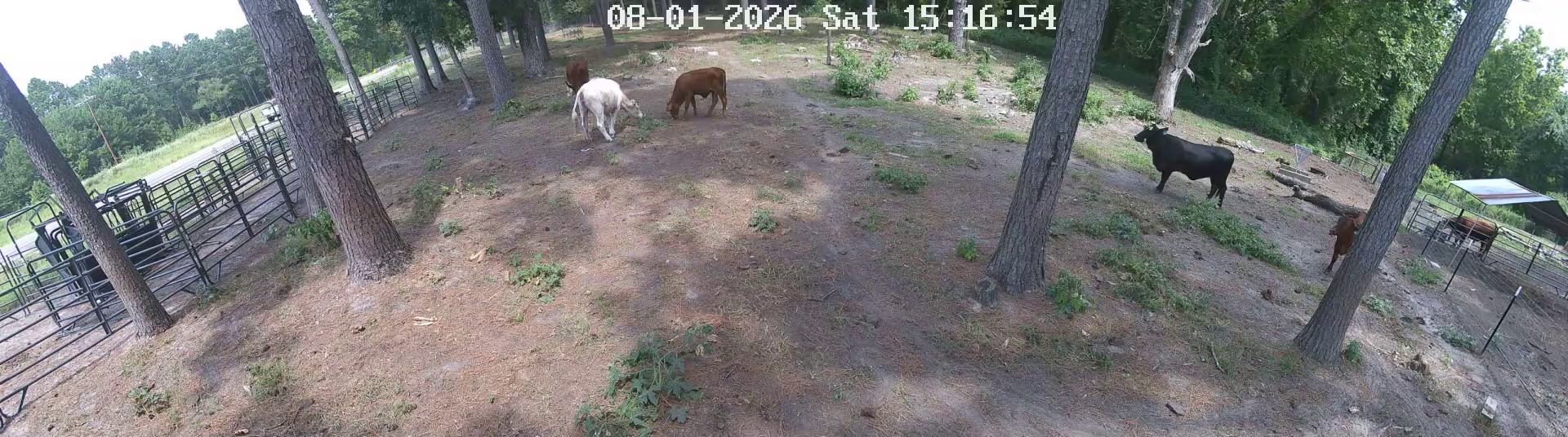 Three cows at Pasture 1, 3:15 PM