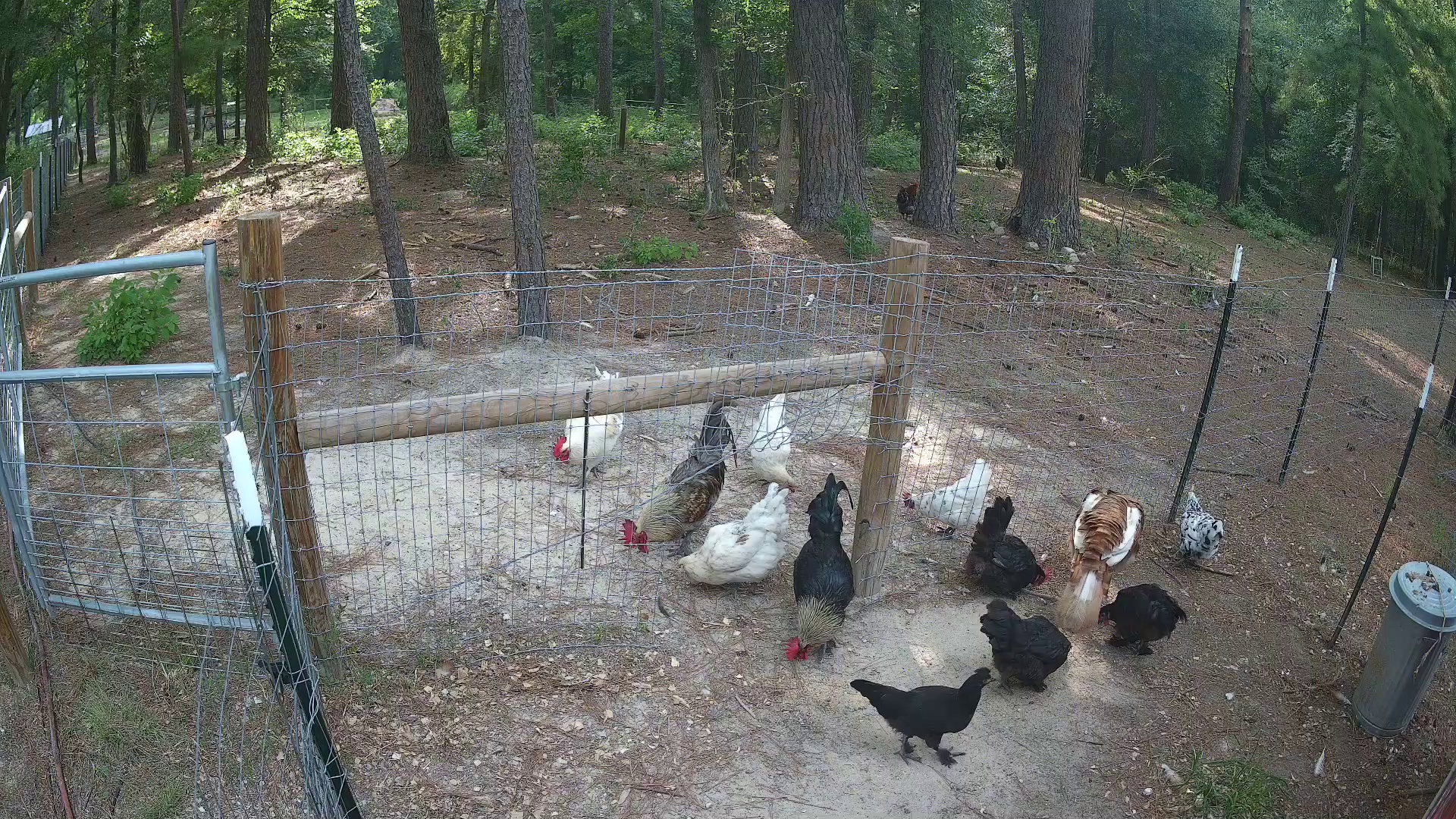 Four chickens ruling Pasture 2b