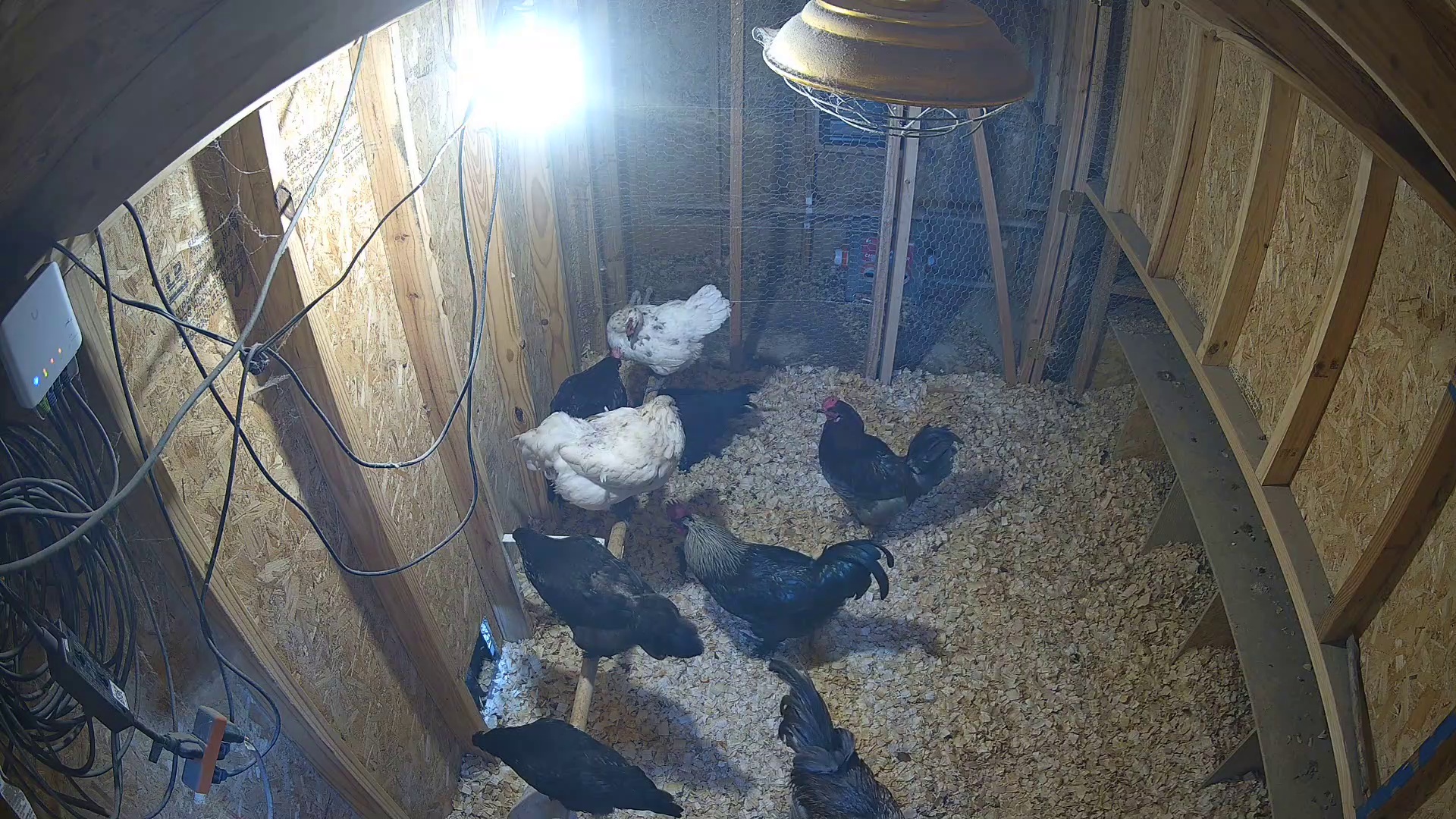 Five early birds in coop
