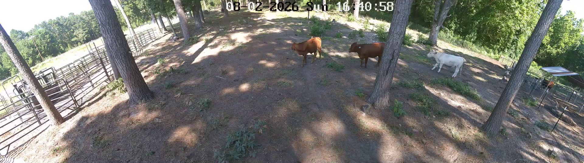 Pasture 1 two cows 4:39 PM