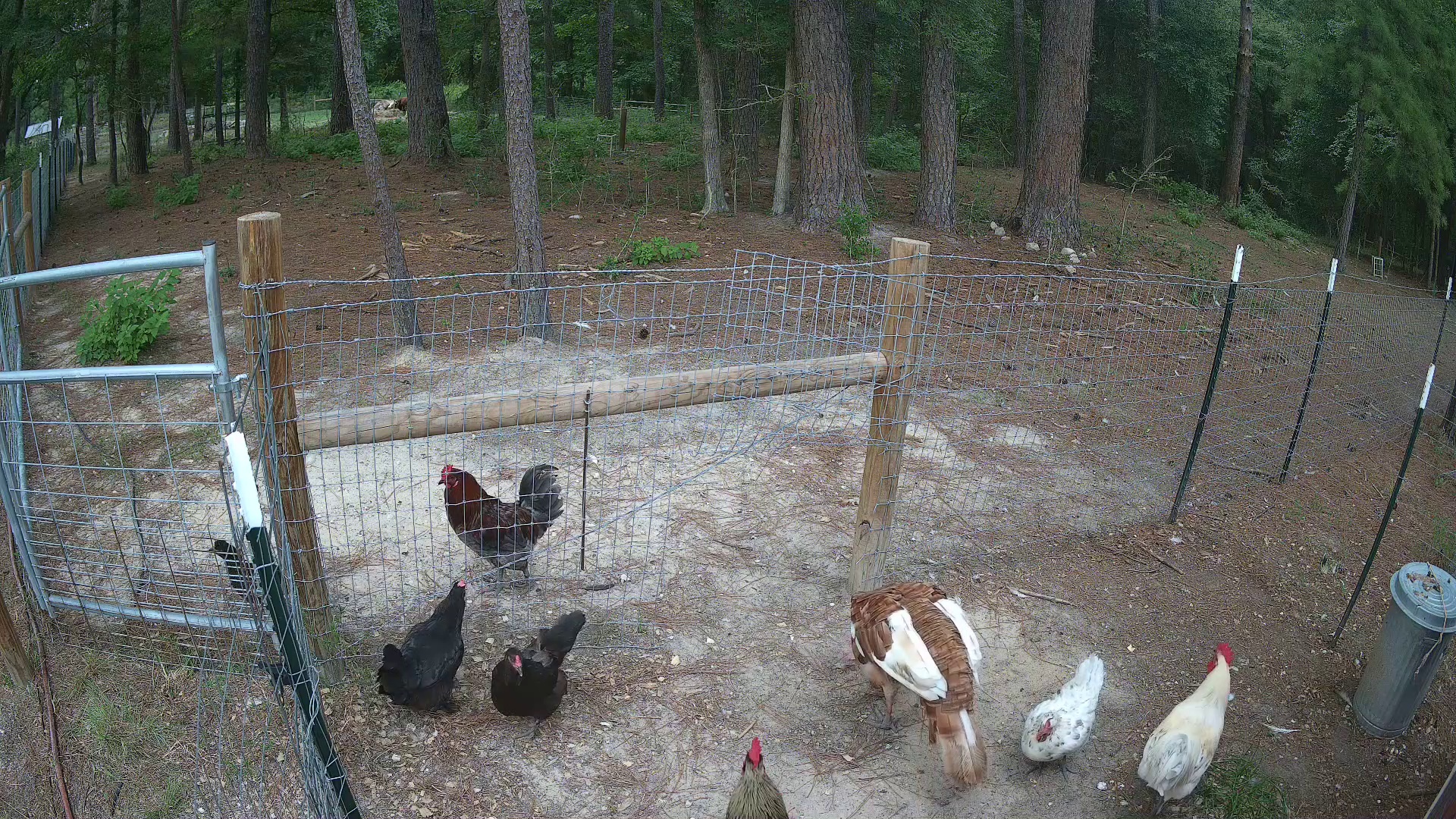 Three chickens clocking in at 2b