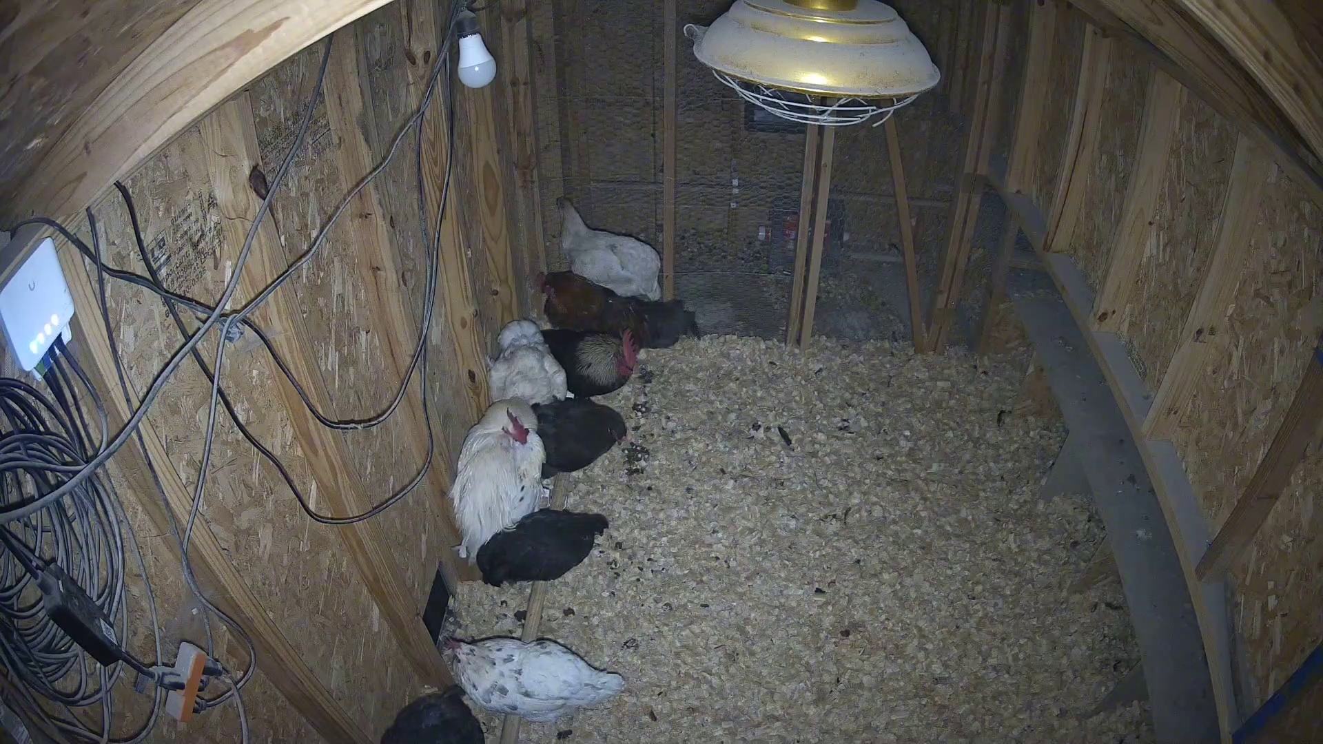 Three chickens clock in early