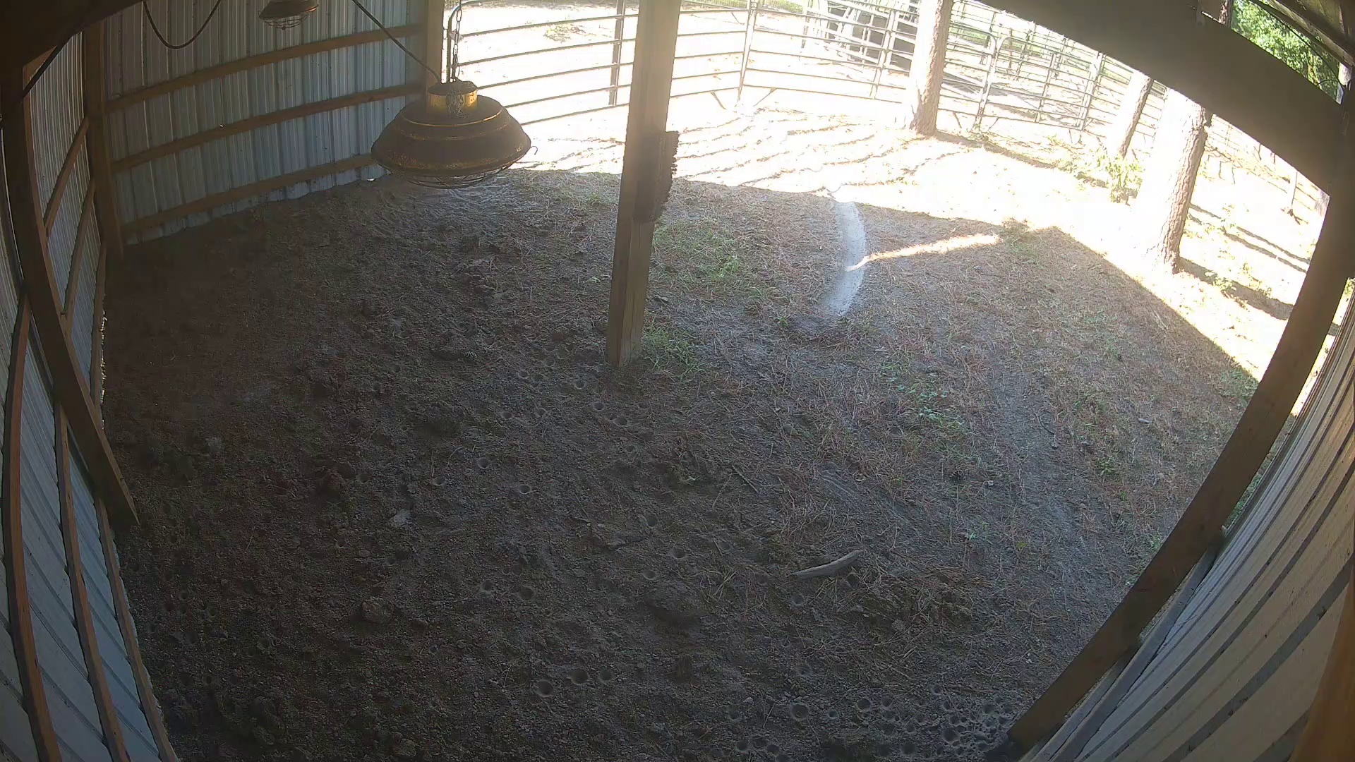 One cow’s 6:07 PM barn debut