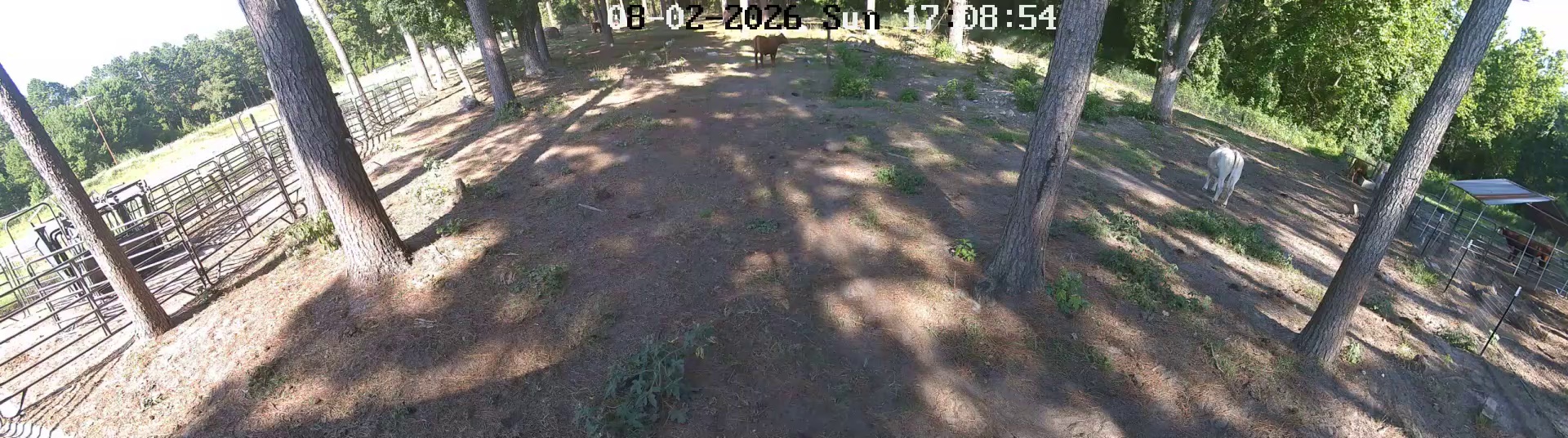 Lone goat rules Pasture 1 at 5 PM