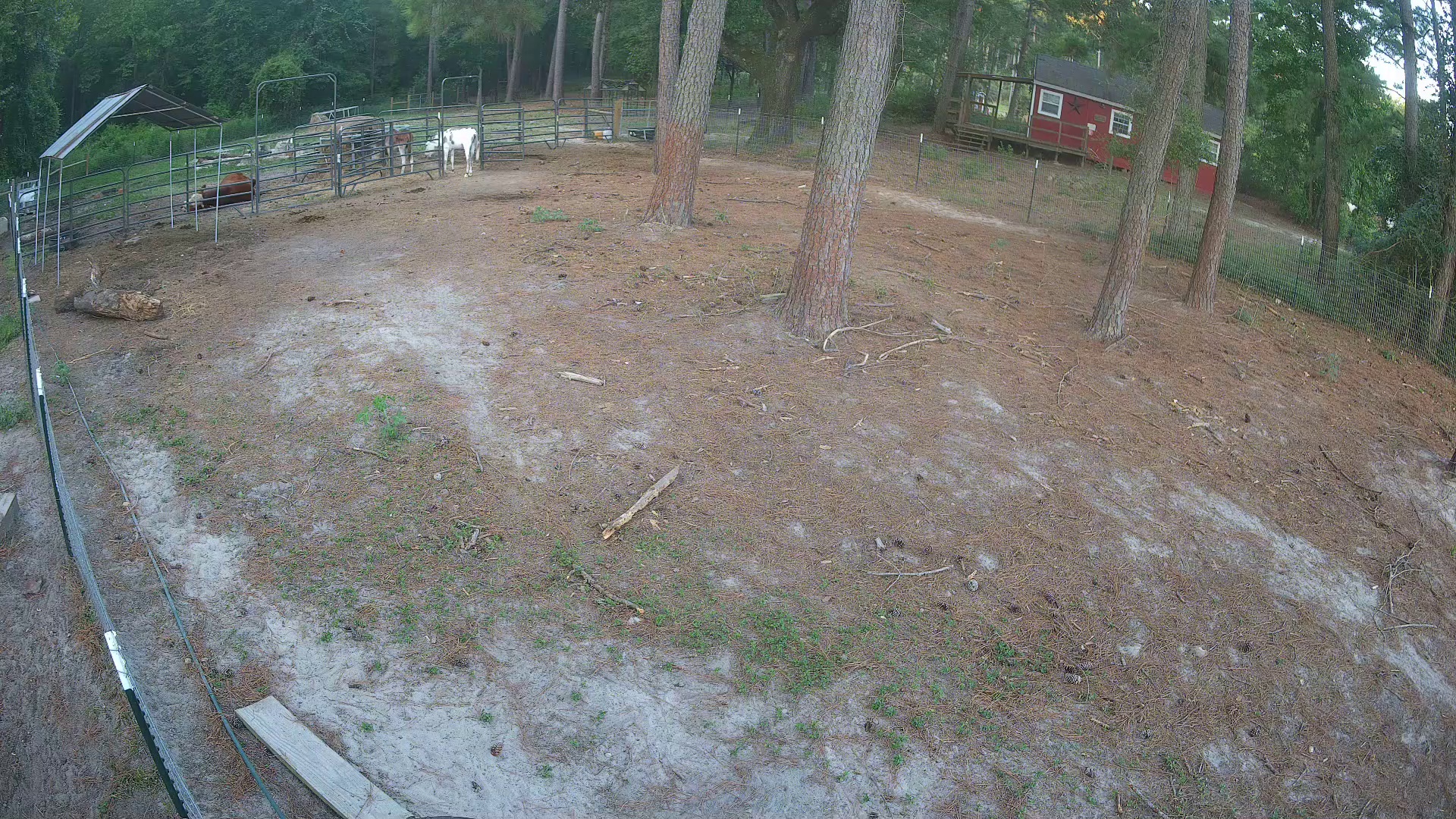 Two early cow risers in 2a