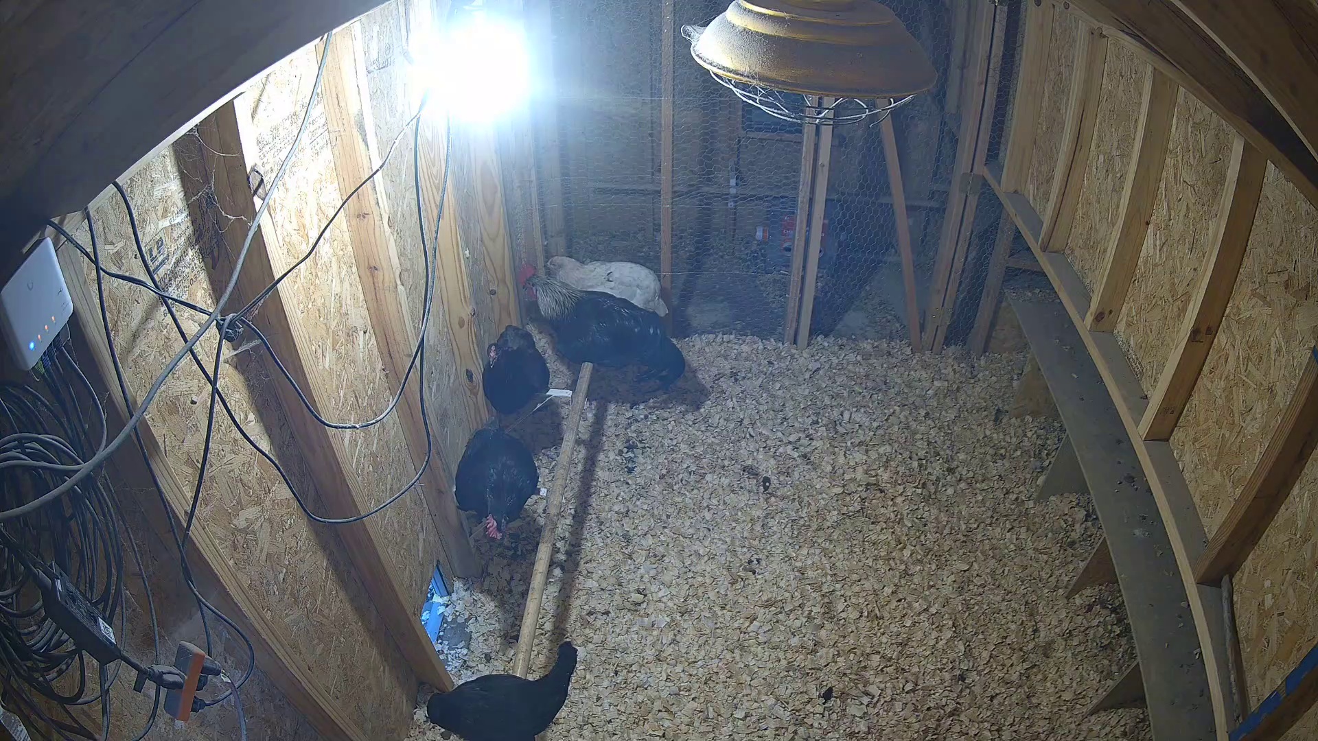 Three chickens after hours in coop