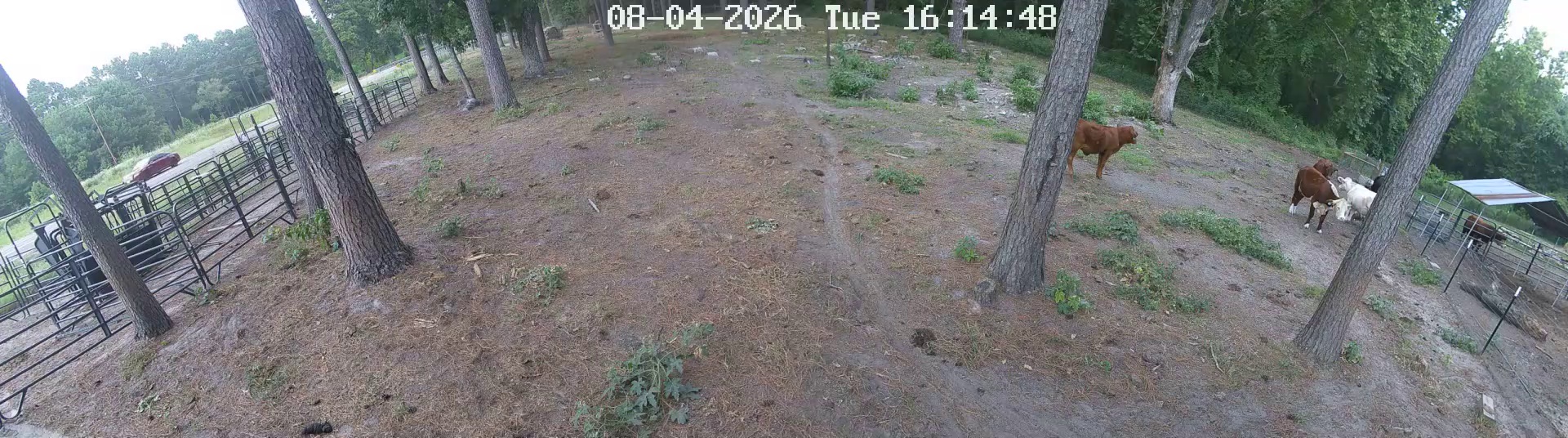 Three cows Pasture 1 4:13 PM