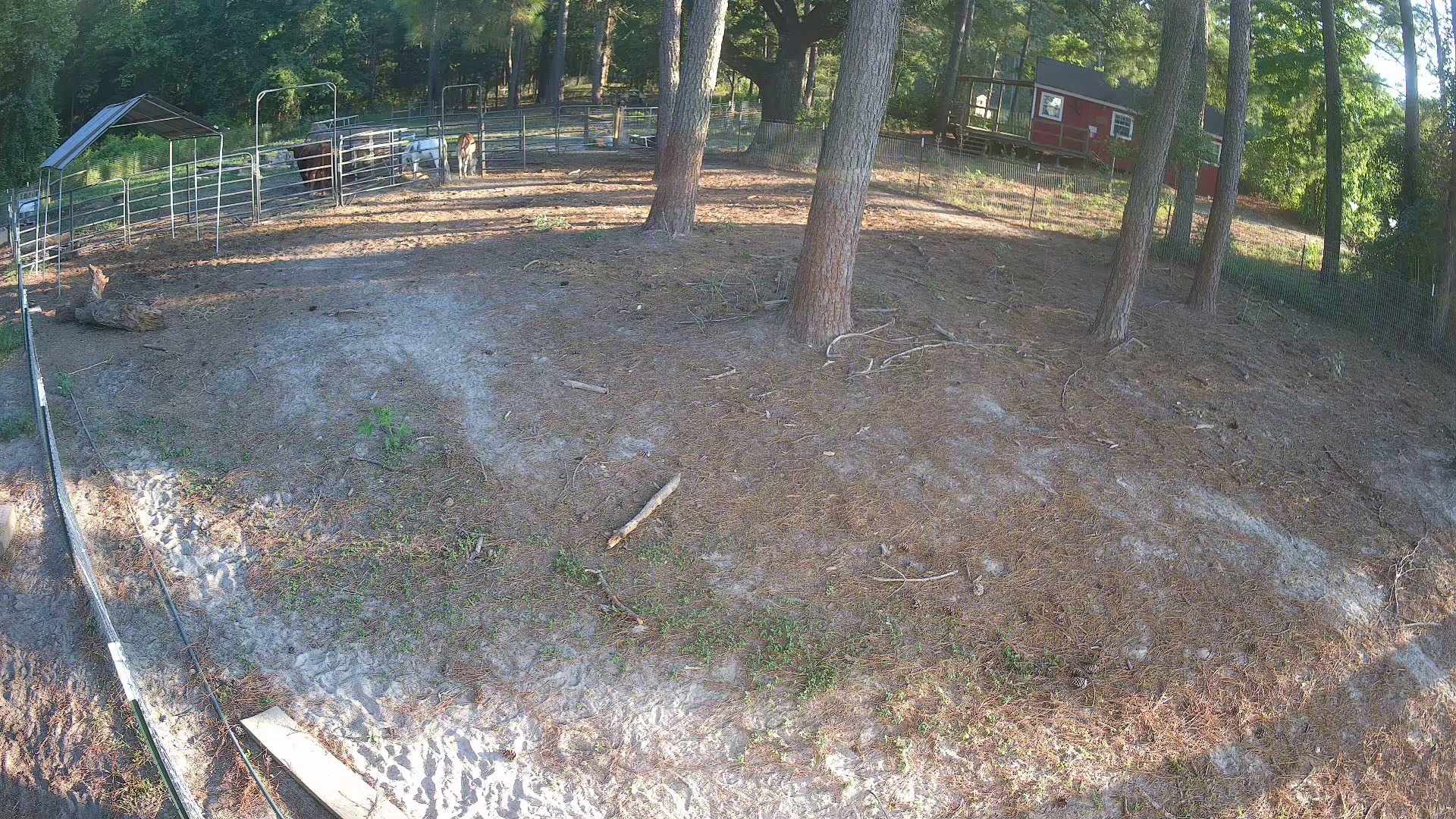 Two Donkeys Rule Pasture 2a at 6:59 PM