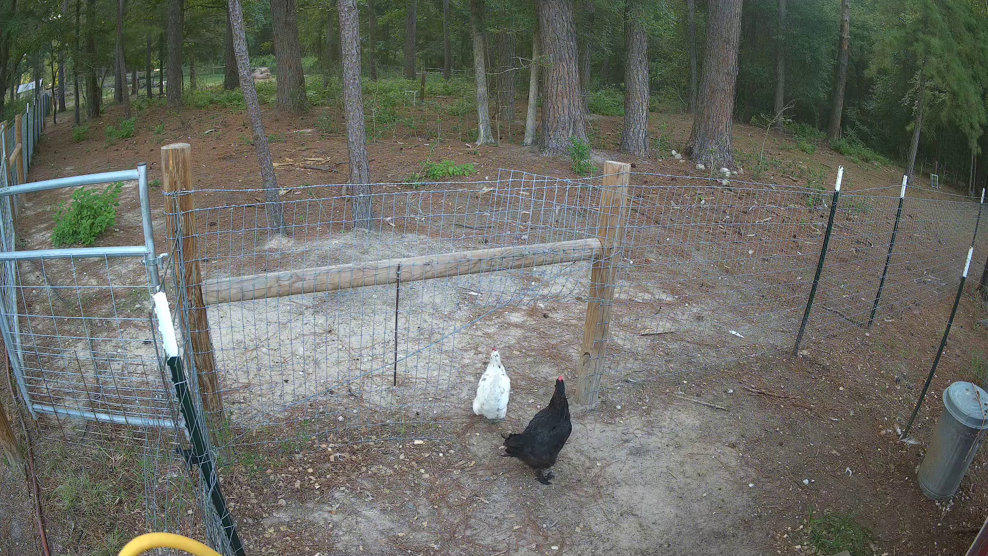 Two early birds claiming Pasture 2b!