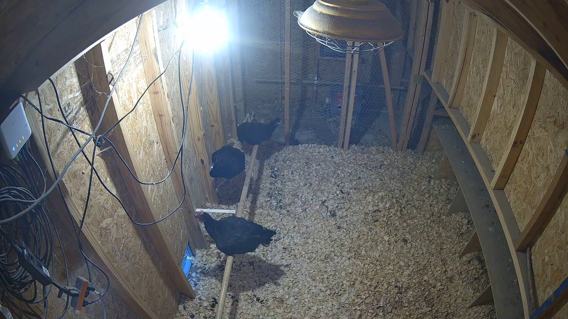 Three chickens clocking 8 PM coop time