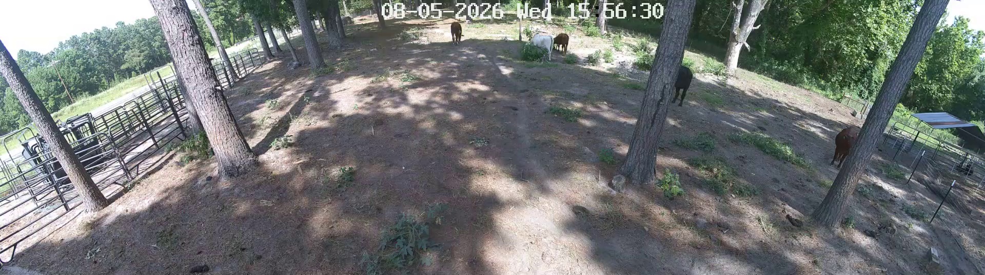 Three cows at Pasture 1, 3:55