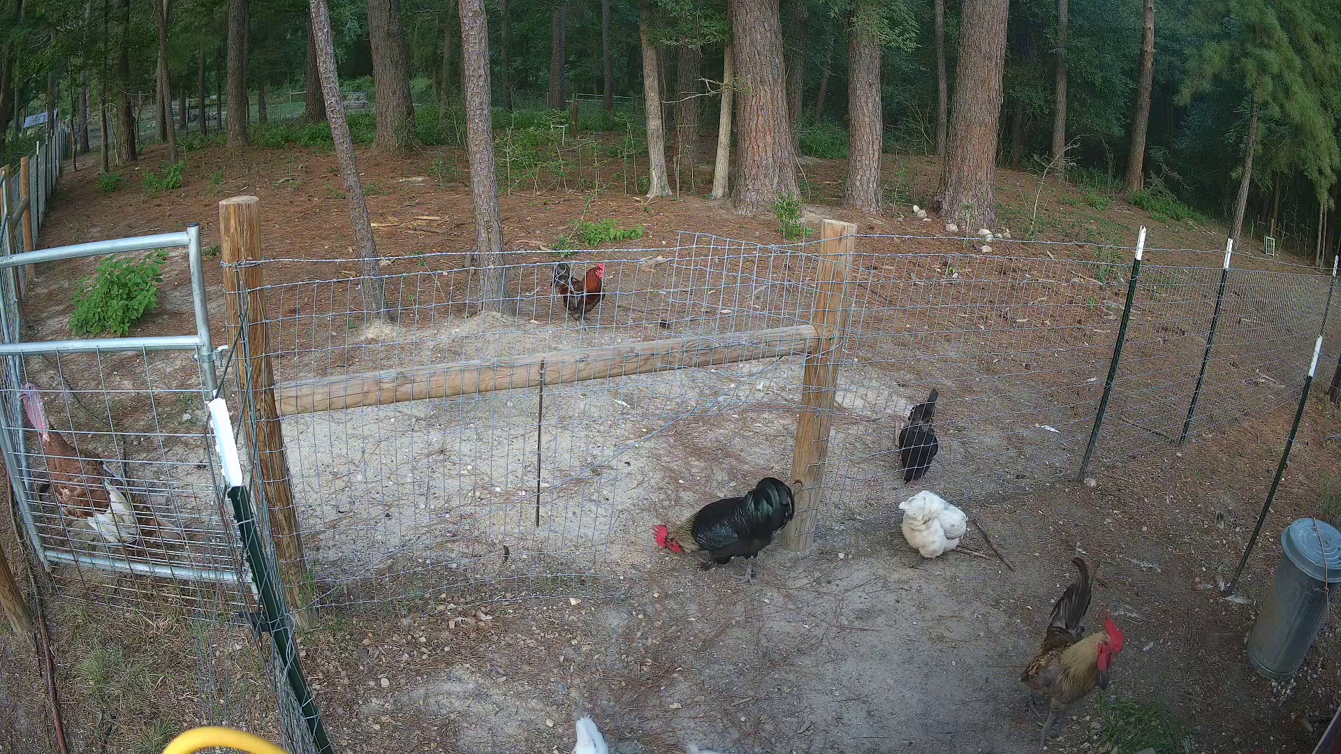 Two Chickens, Pasture 2b Evening Edition