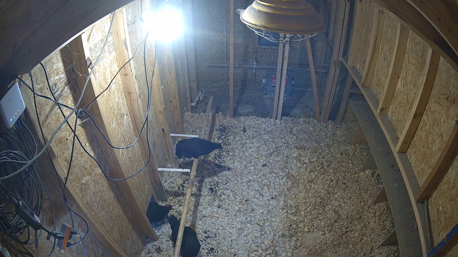Three chickens at 7:38 PM coop