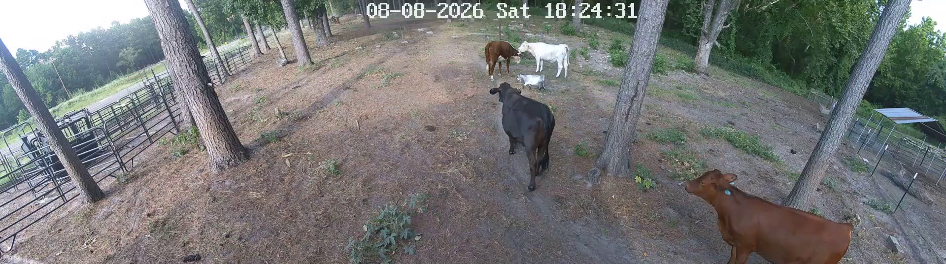 Two cows clock in Pasture 1