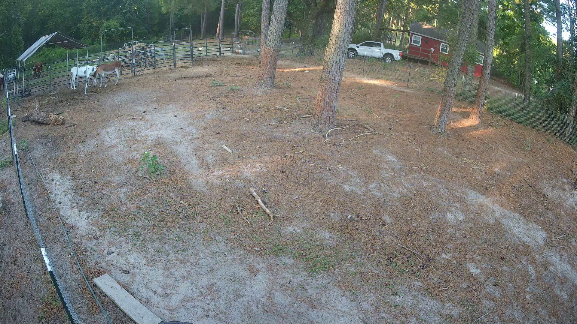 Two early risers claim Pasture 2a