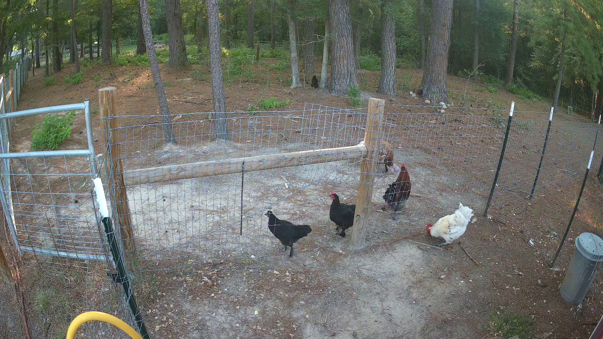 Two early birds claim Pasture 2b