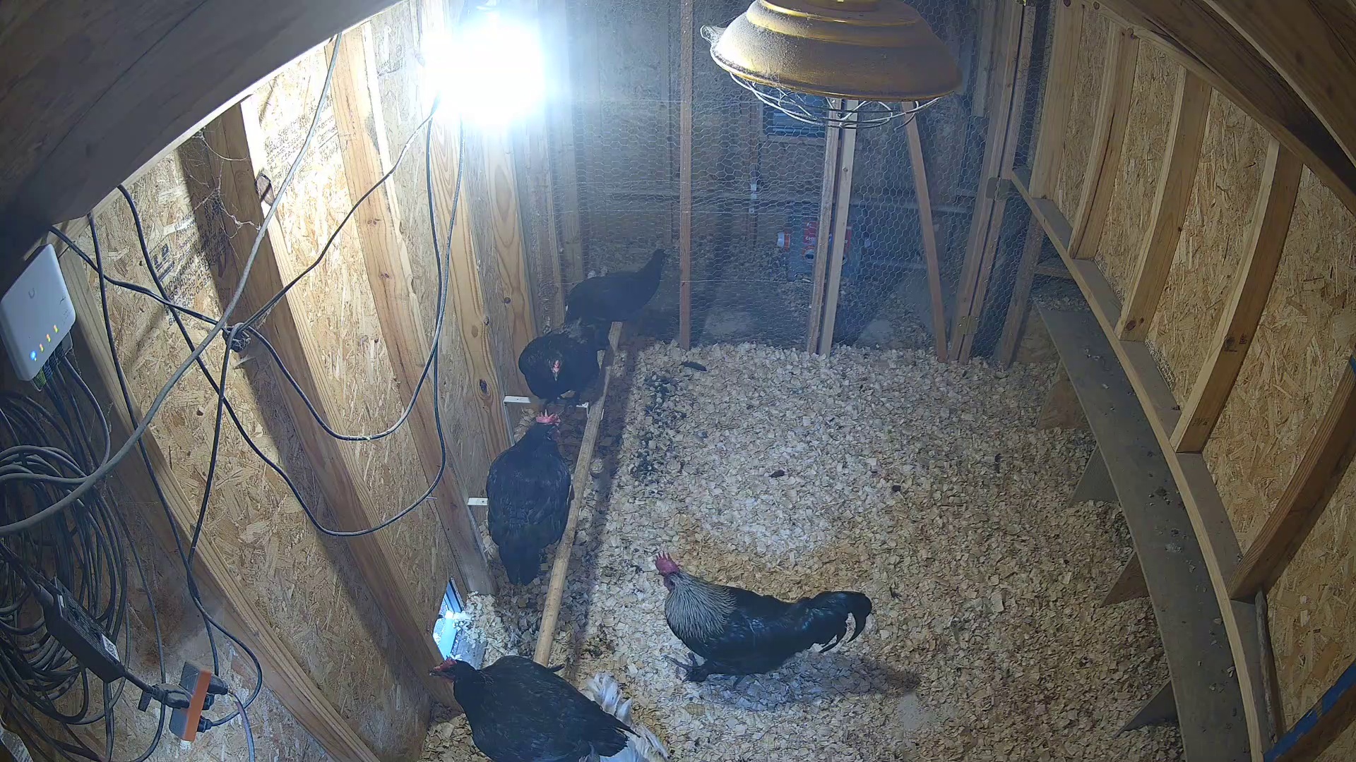 Three chickens at coop, 7:18 PM
