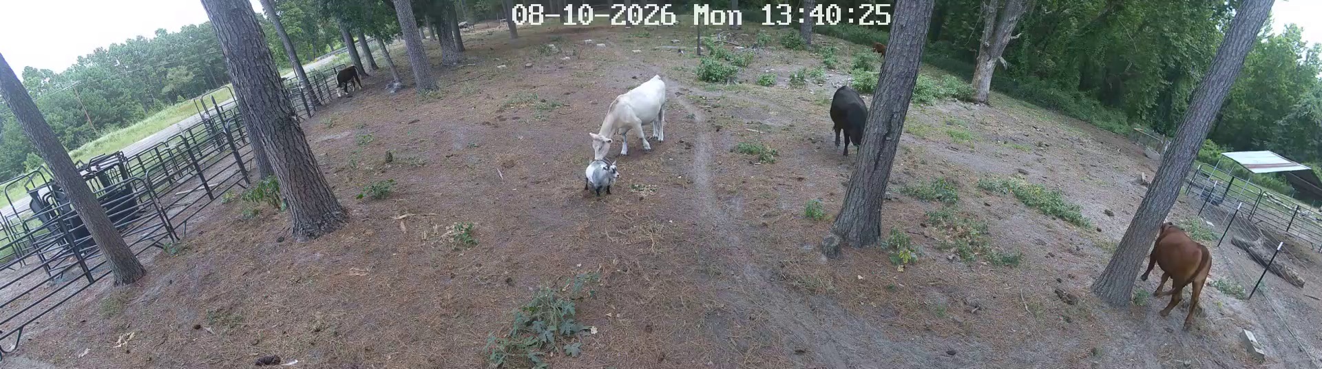 Two cows at 1:39 PM, Pasture 1