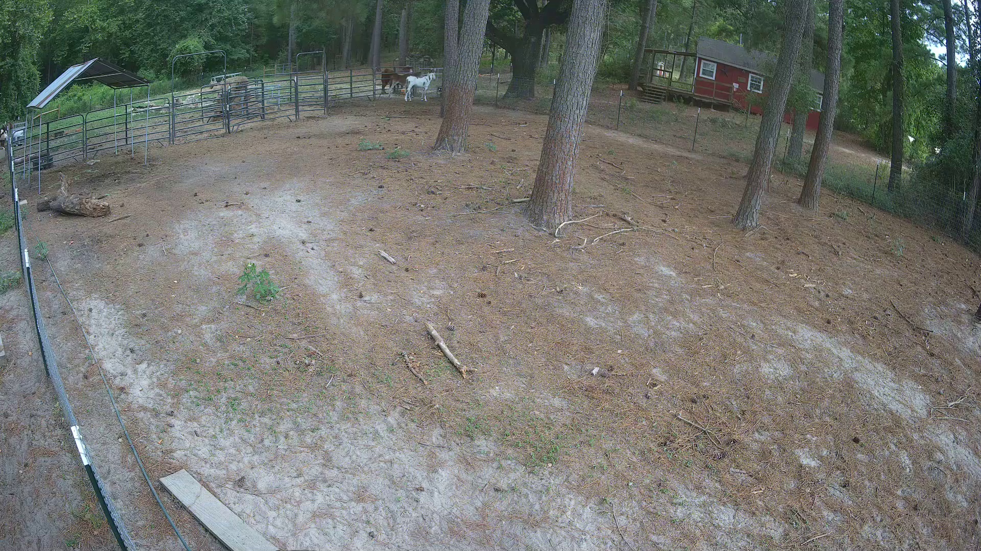Two cows visible: Pasture 2a 2026 edition