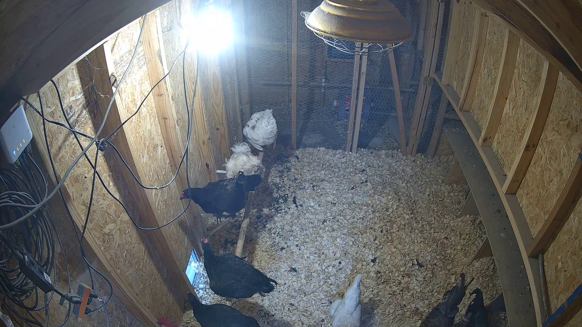 Three Chickens Coopin’ at 7:17 PM