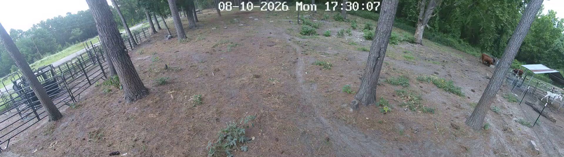 One Cow Owns Pasture 1 at 5:29