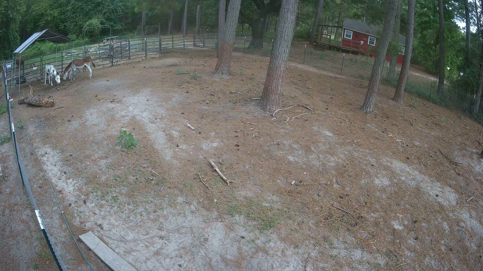 Two Donkeys Visible in Pasture 2a at 5:40