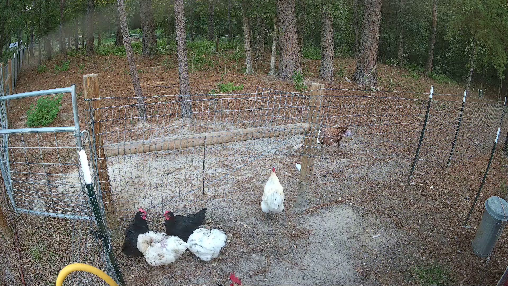 Two chickens clock 7:07 in 2b