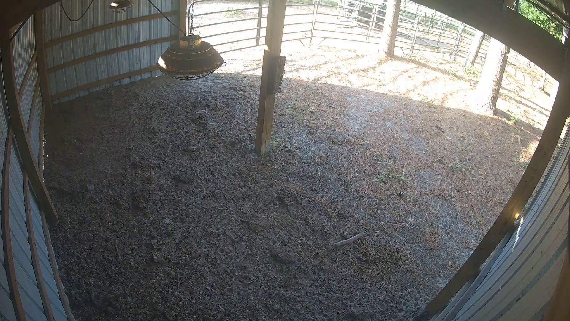 One Cow’s Late Barn Shift