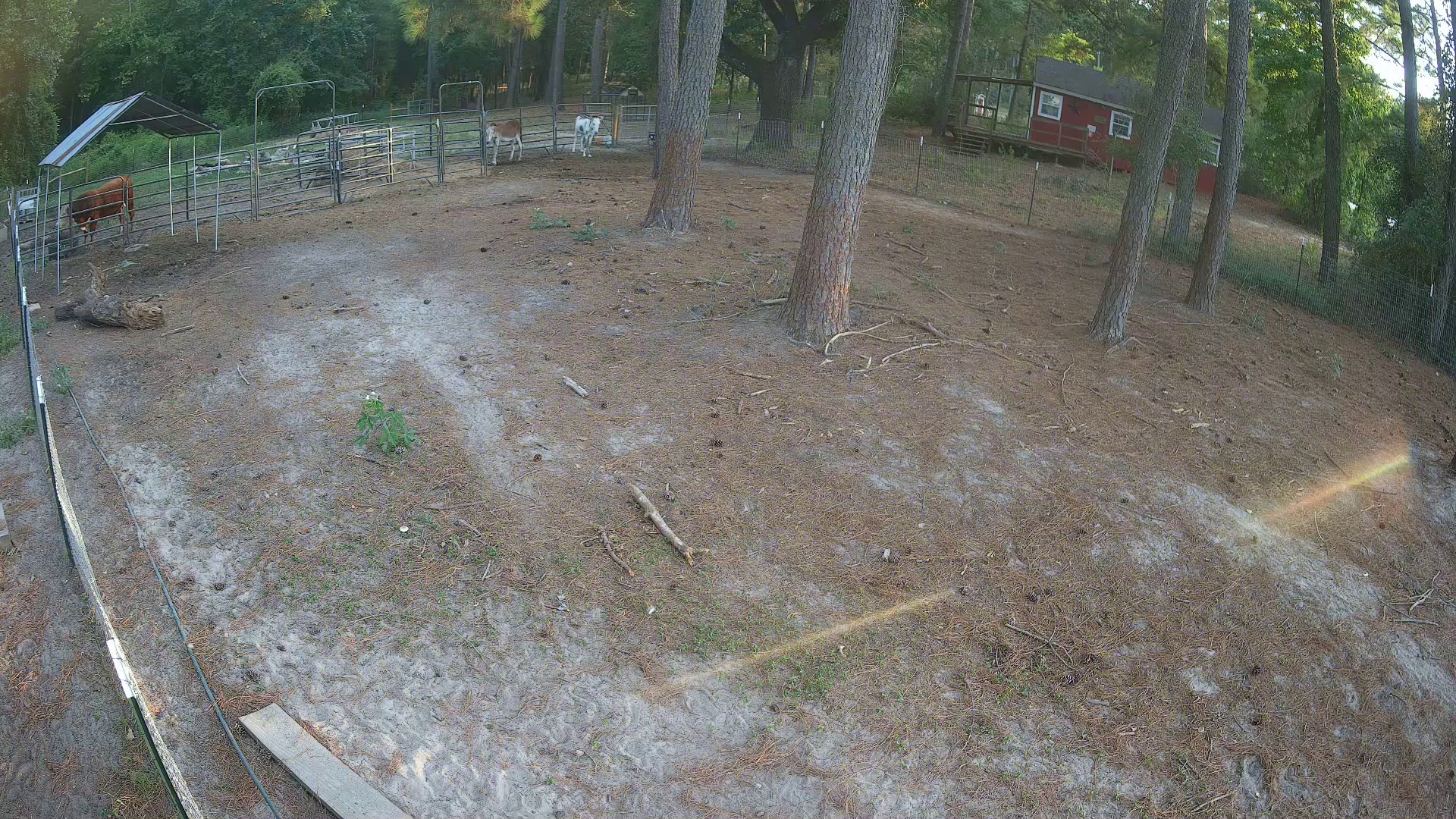Pasture 2a Donkey Prime Time