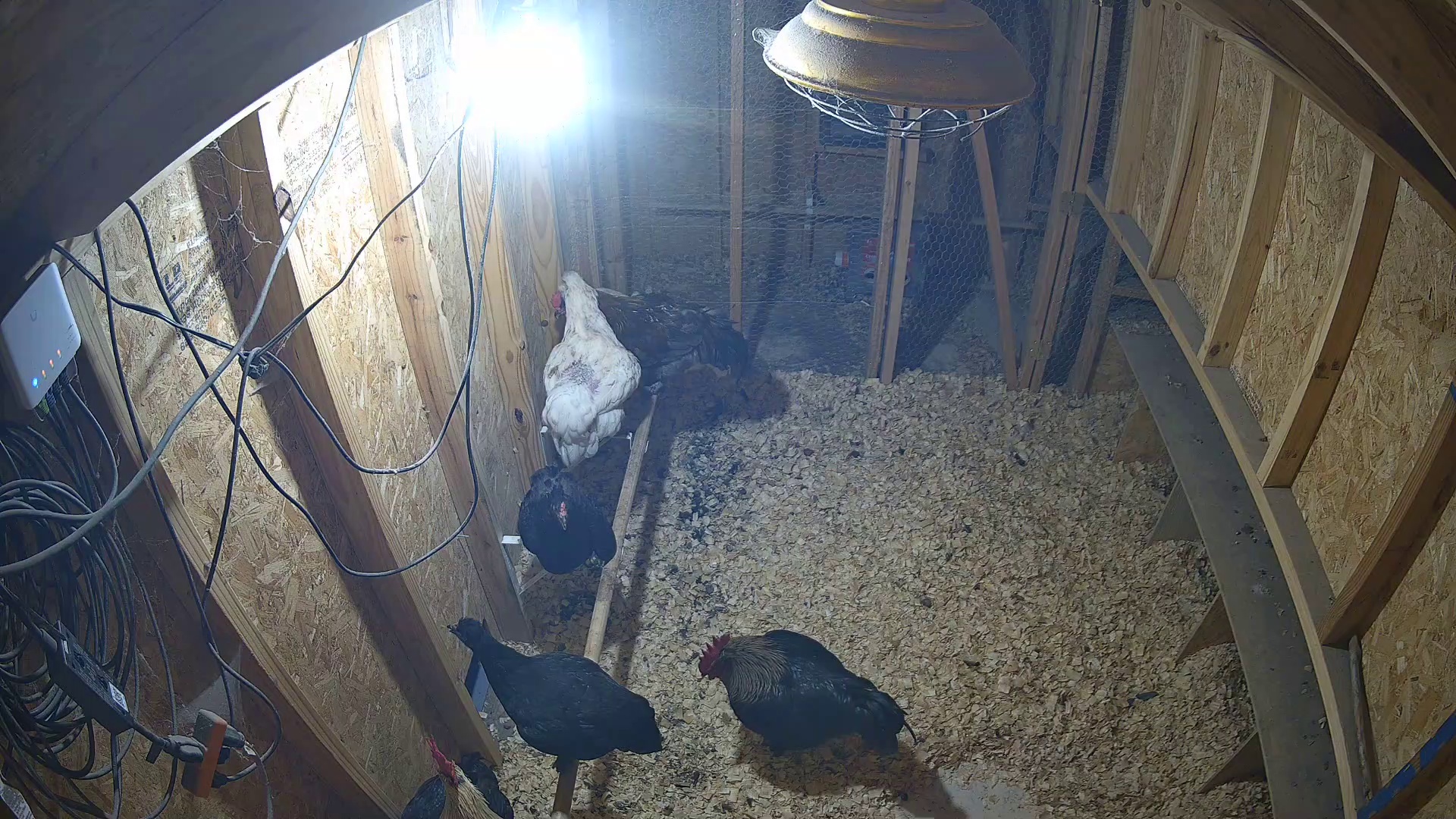 Three chickens ruling the coop tonight