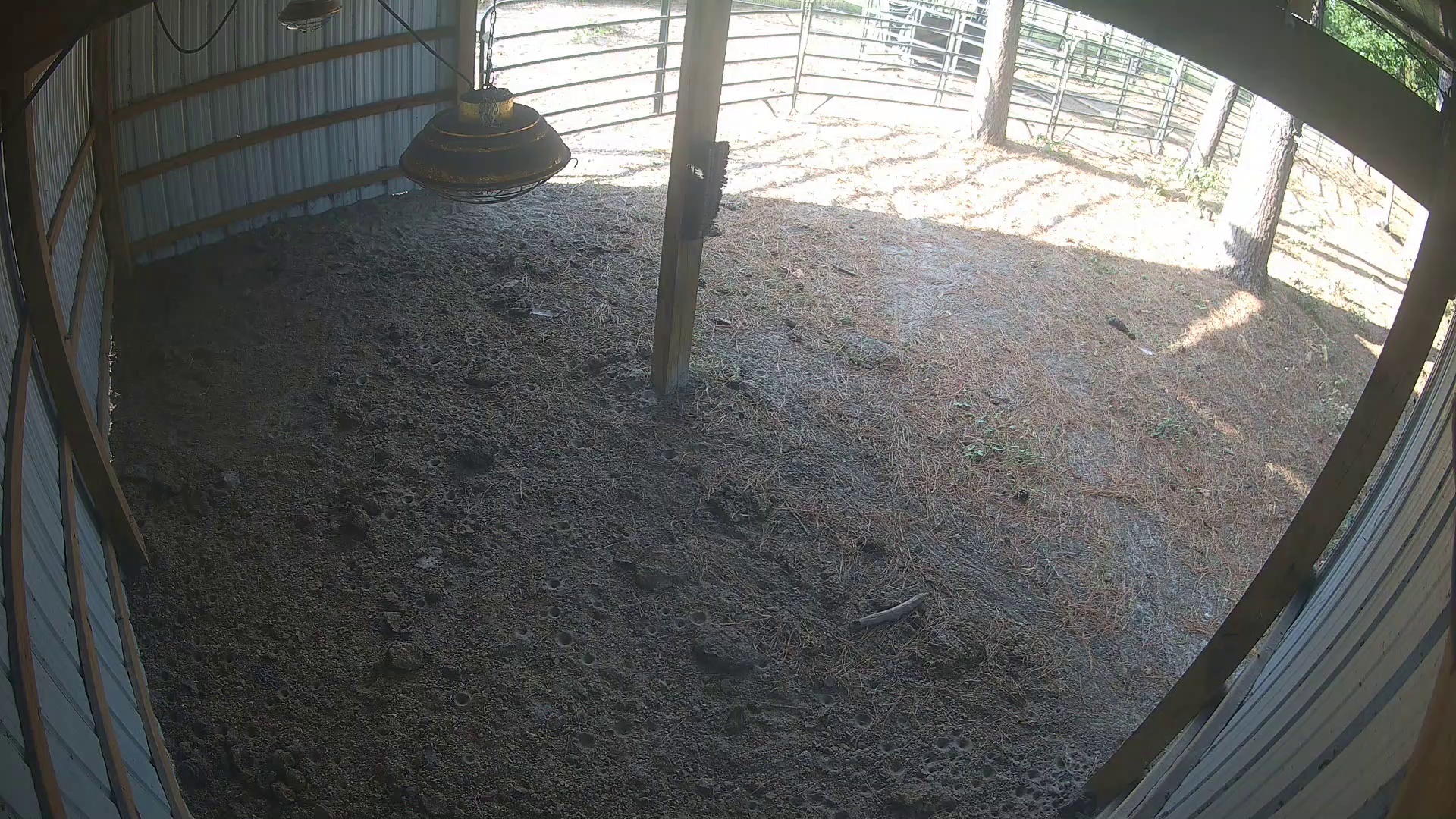 One cow’s exclusive barn evening