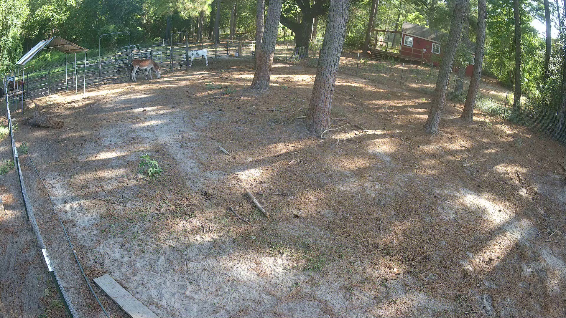 Two donkeys in Pasture 2a at 5:18