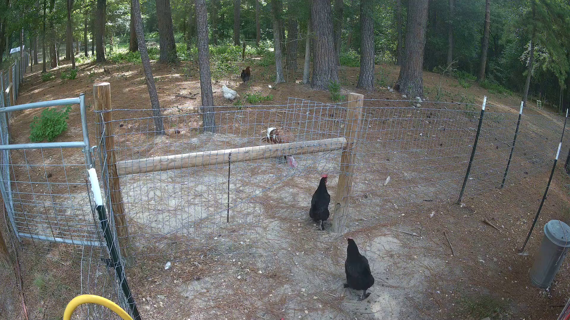 Two cluckers own Pasture 2b at 9:47