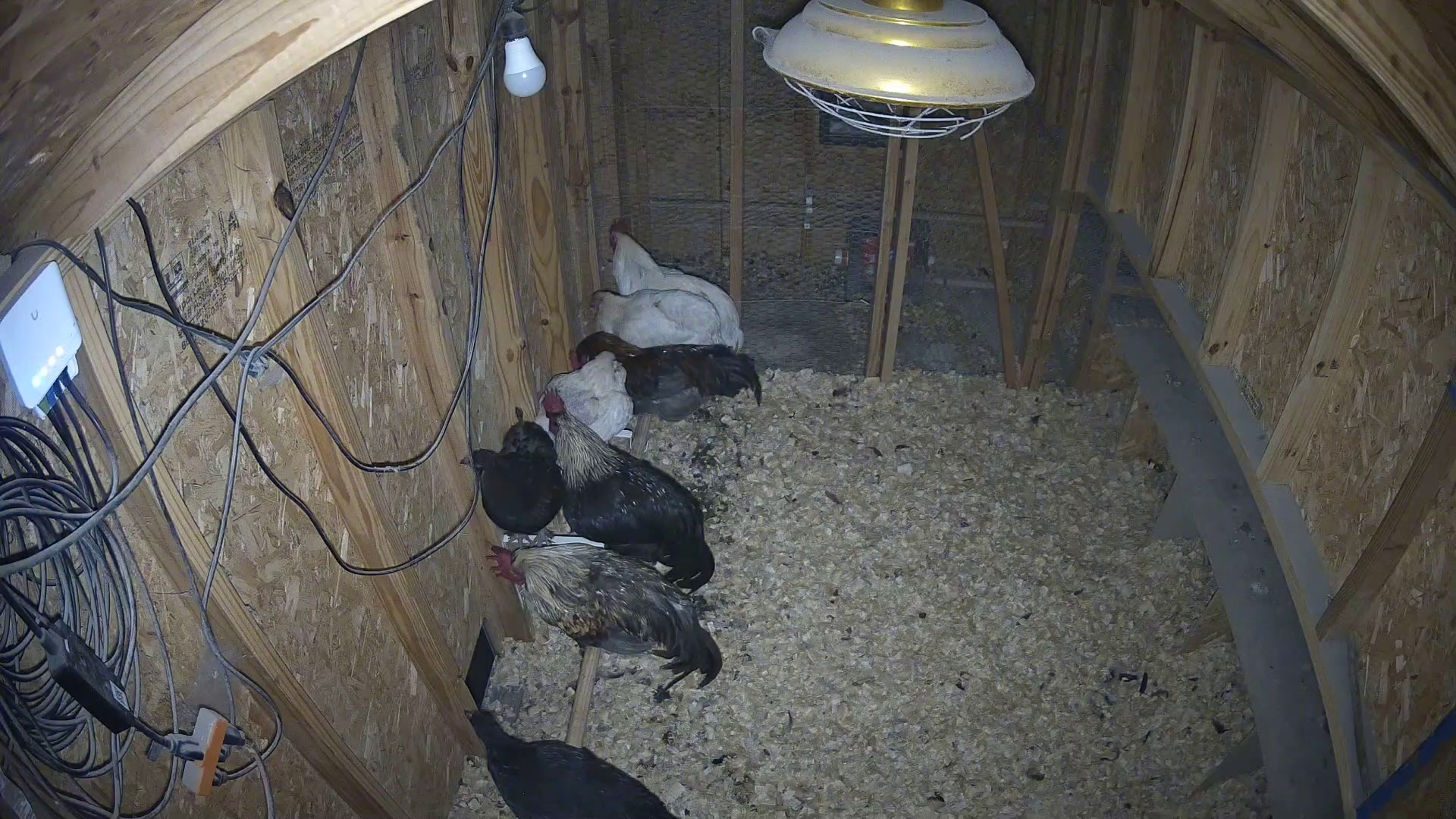 Four chickens clock in early