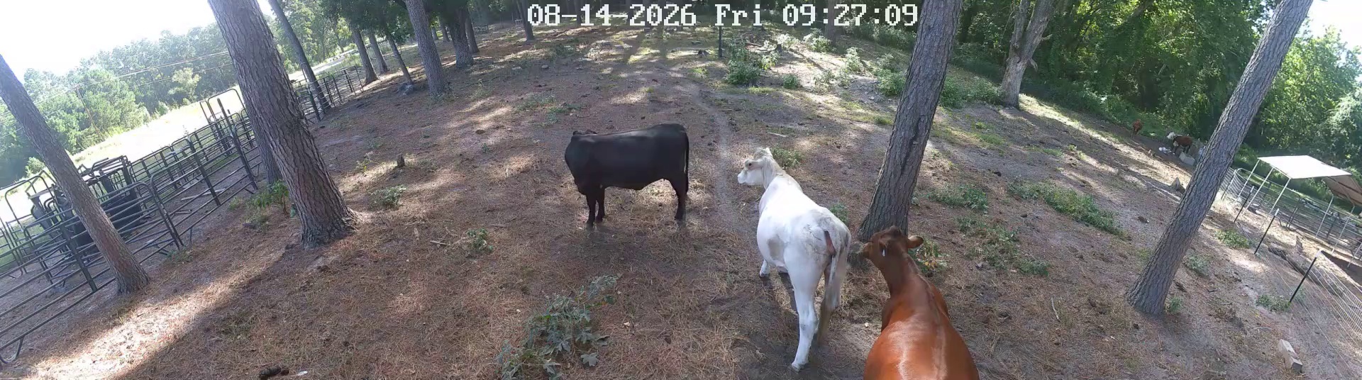 Two cows clock in at Pasture 1