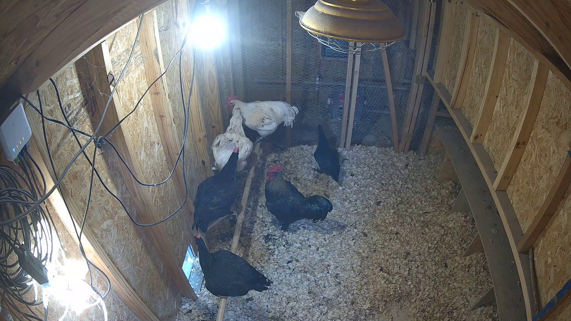 Four chickens home in coop