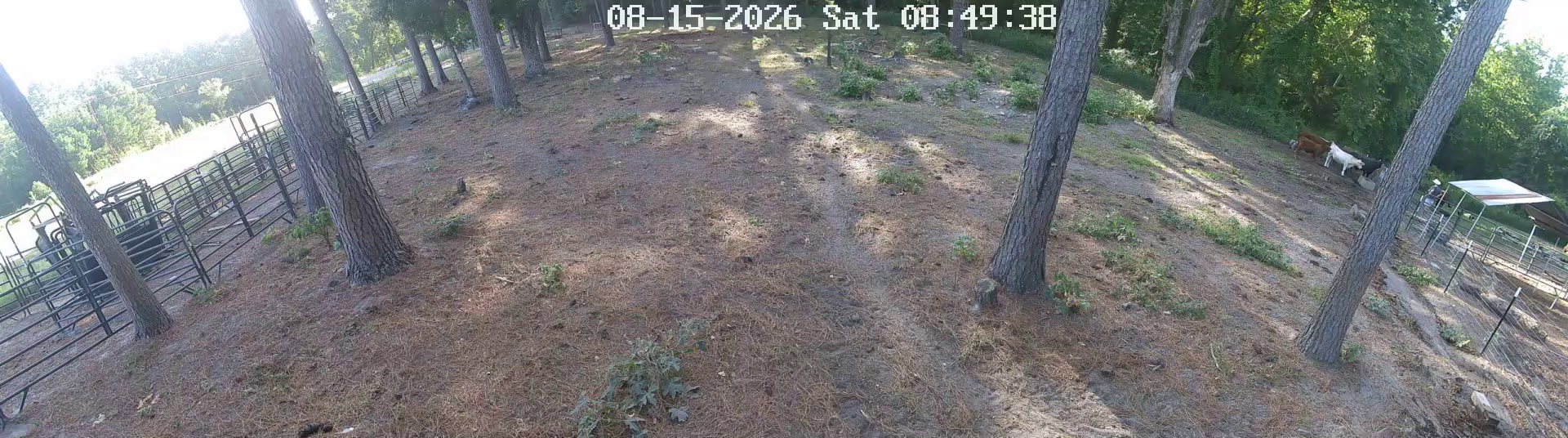Two cows at 8:48 Pasture 1