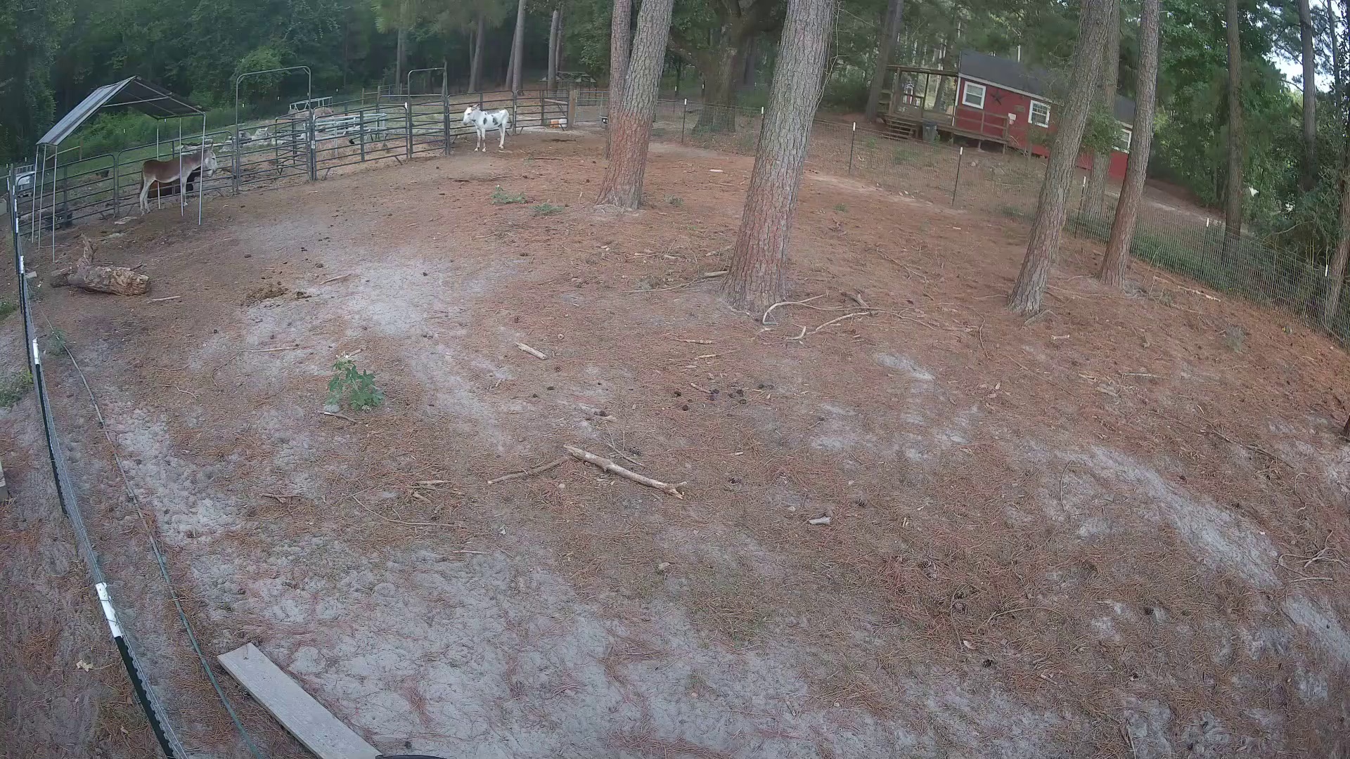 Two early donkeys claim Pasture 2a!