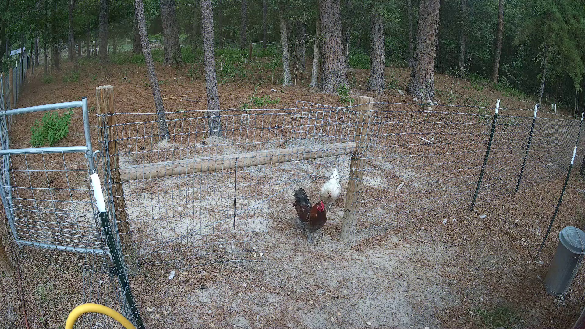 Pasture 2b’s solo 6:35 PM chicken