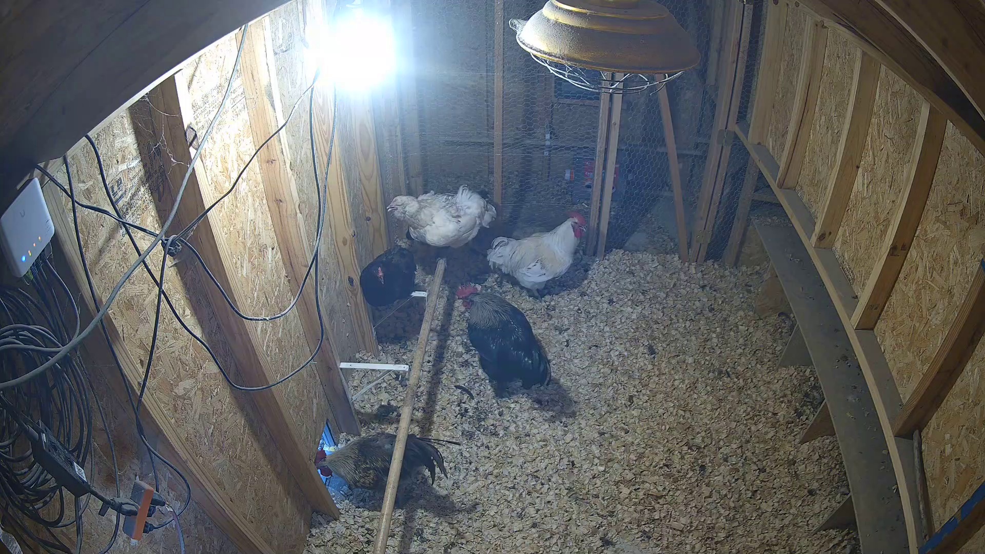Two chickens home by 7:54 PM
