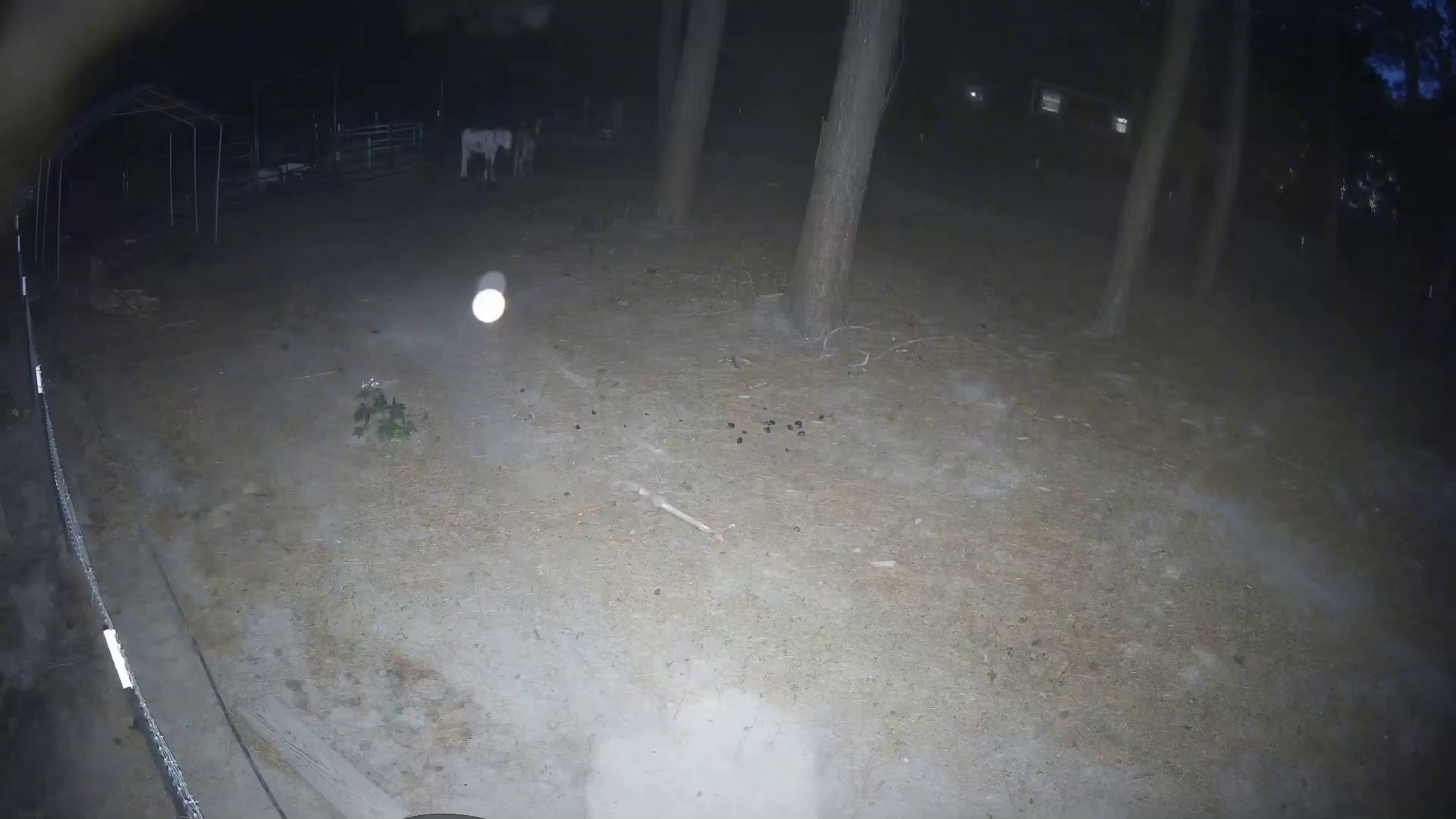 Pasture 2a party of one cow