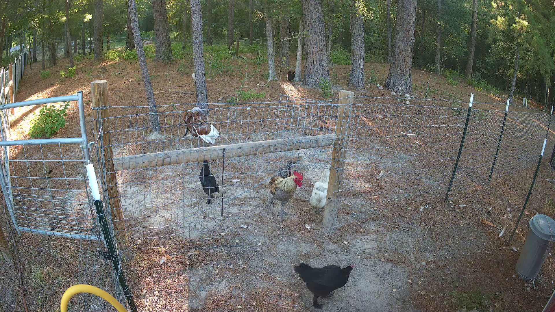 Lone chicken clocks in at 8:08 in 2b