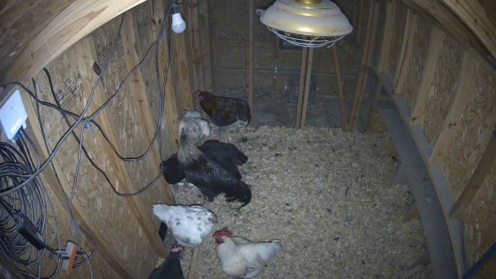 Three Chickens Up Past Bedtime