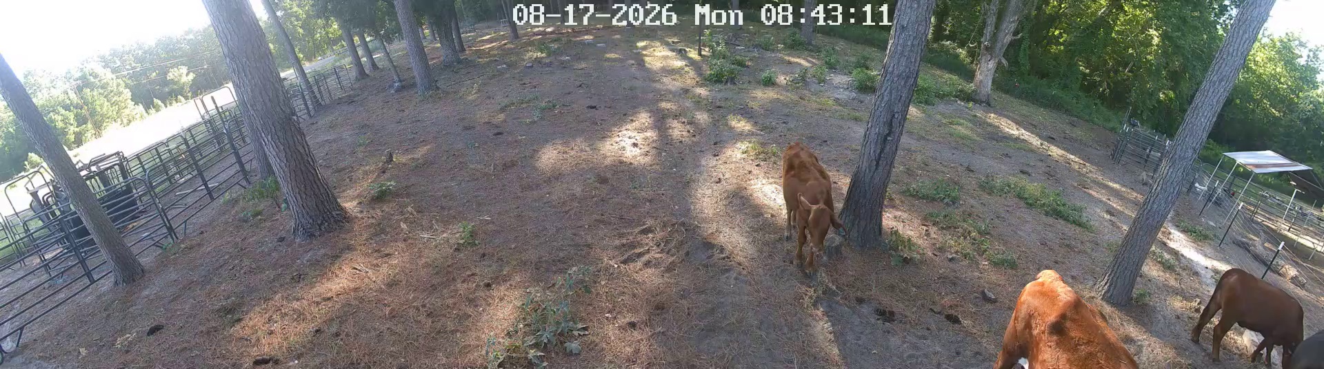 Two turkeys own Pasture 1 early