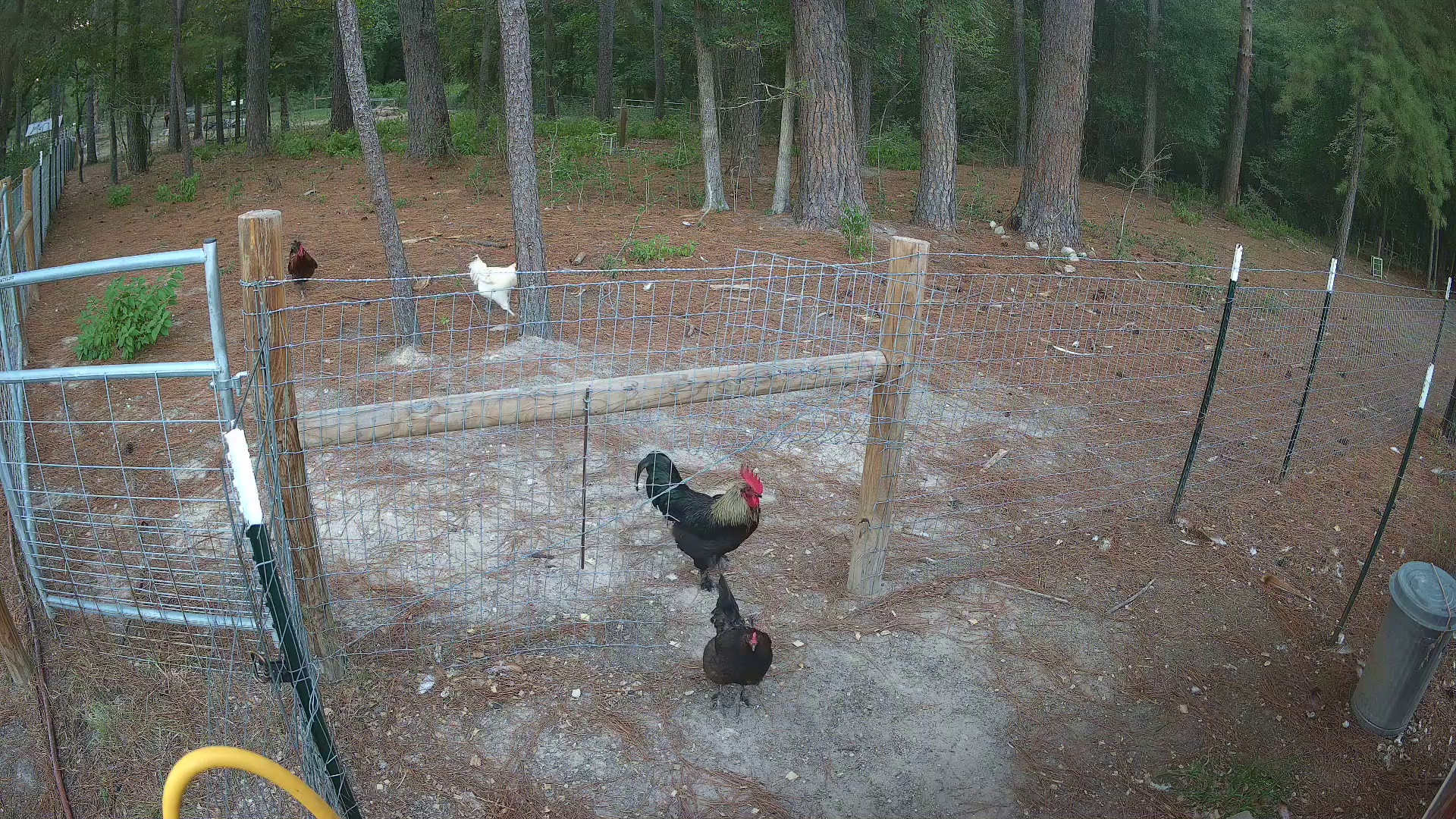 One chicken rules Pasture 2b!